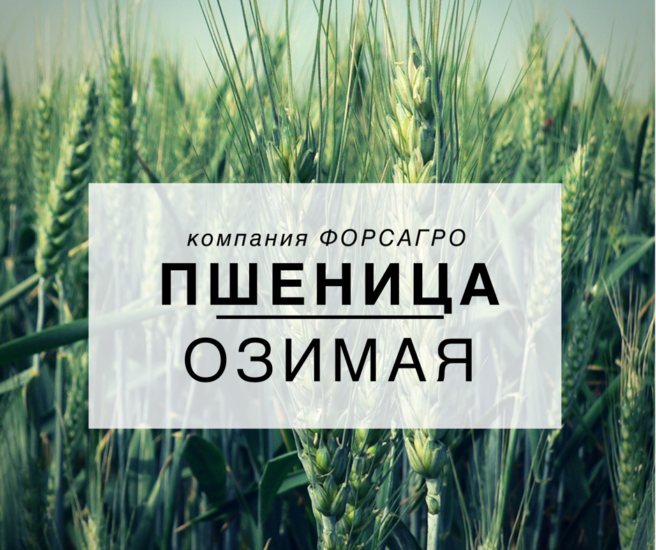 сбор зерновых культур. семена магия пшеницы озимой. экспорт пшеницы из россии. фирмы пшеницы. рожь колосок.