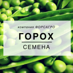Горох