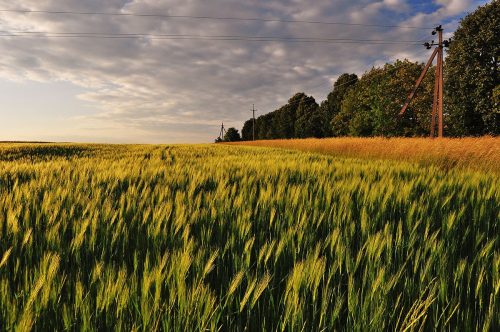 ячмень купить снежная королева озимый ячмень