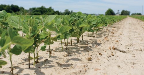 Soybean-Seedlings-MSU_1