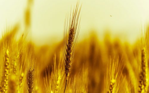 Пшеница озимая ТУРАНДОТ