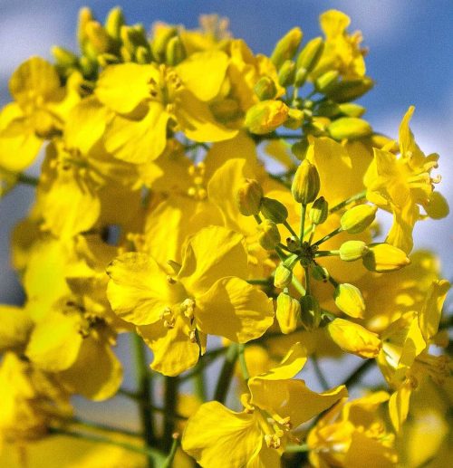 WEB-21-PP-Rapeseed-Oil-Oct-2017-WWW