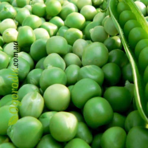 goroh-skinado-sadyba-centr-204-36418569170766