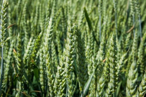 Пшеница озимая КОЛОНИЯ