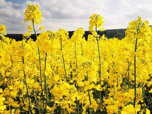 nasinnya-ripaka-reskator-1210402