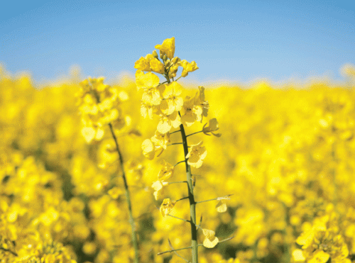 rapeseed2411