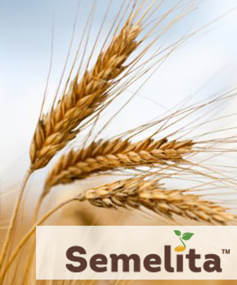 Купить семена Ячмень яровой ВОДОГРАЙ, Дания - Компания ФОРСАГРО