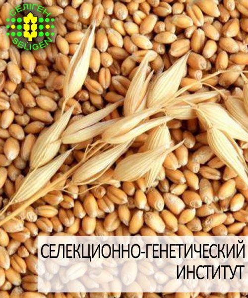 пшеница озимая ЗОЛОТОЕ РУНО пшеница озимая ЗОЛОТОЕ РУНО одесской селекции