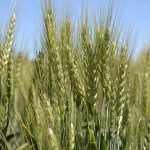 пшеница озимая ЗИСК семена купить