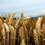 пшеница озимая МИССИЯ ОДЕССКАЯ семена купить