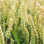 пшеница озимая ЖУРАВКА семена купить