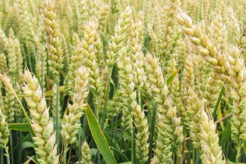 пшеница озимая ЖУРАВКА купить пшеница озимая ЖУРАВКА семена купить