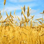 пшеница озимая АНТОНОВКА семена купить