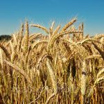 пшеница озимая ЩЕДРОСТЬ ОДЕССКАЯ семена купить