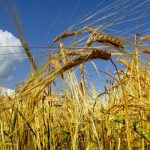 пшеница озимая СГИ-100 семена купить