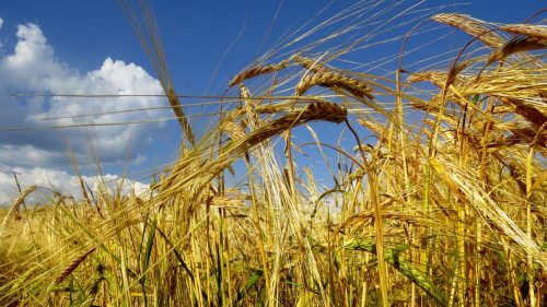 пшеница озимая СГИ-100 семена пшеница озимая СГИ-100 семена купить