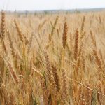пшеница озимая ЩЕДРОСТЬ ОДЕССКАЯ семена купить