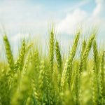 пшеница озимая ЛИГА ОДЕССКАЯ семена купить