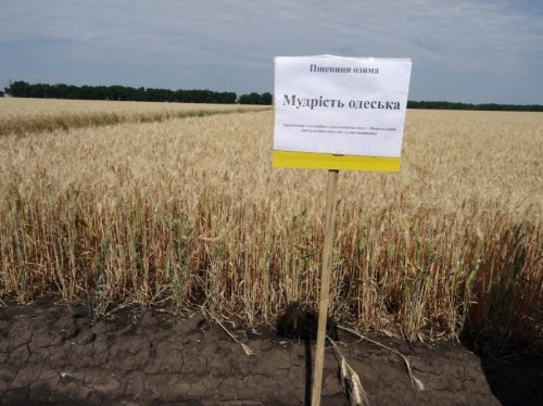 пшеница озимая МУДРОСТЬ ОДЕССКАЯ семена купить