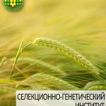 ячмень озимый АЙВЕНГО одесской селекции