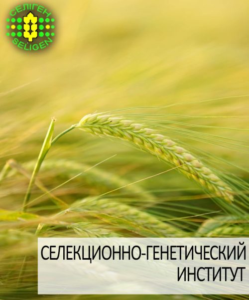 ячмень озимый АЙВЕНГО одесской селекции