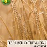 ячмень озимый ДОСТОЙНЫЙ одесской селекции