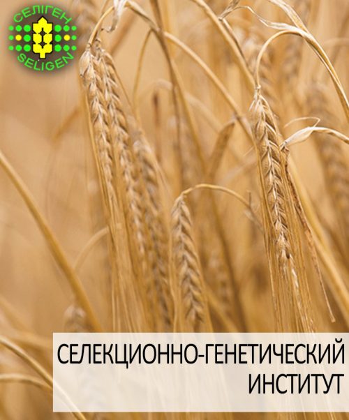 ячмень озимый ДОСТОЙНЫЙ одесской селекции