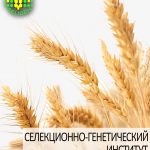 пшеница озимая ЖИТНИЦА ОДЕССКАЯ одесской селекции