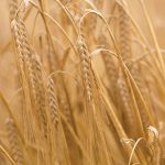 ячмень озимый ДОСТОЙНЫЙ семена купить