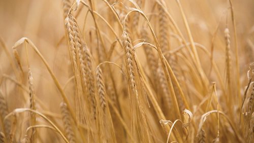 ячмень озимый ДОСТОЙНЫЙ семена купить