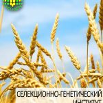 пшеница озимая АНТОНОВКА одесской селекции