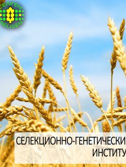 пшеница озимая АНТОНОВКА одесской селекции
