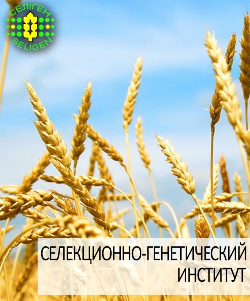 пшеница озимая АНТОНОВКА пшеница озимая АНТОНОВКА одесской селекции