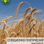 ячмень озимый БУРЕВИЙ одесской селекции