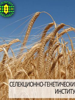 ячмень озимый БУРЕВИЙ одесской селекции