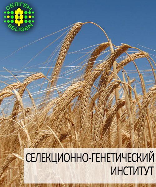 ячмень озимый БУРЕВИЙ одесской селекции