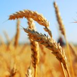 пшеница озимая СГИ-100 семена купить