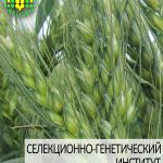 пшеница озимая КНОПА одесской селекции