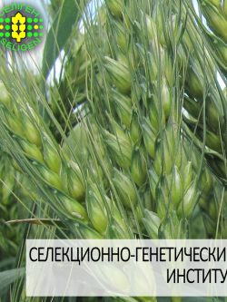 пшеница озимая КНОПА одесской селекции