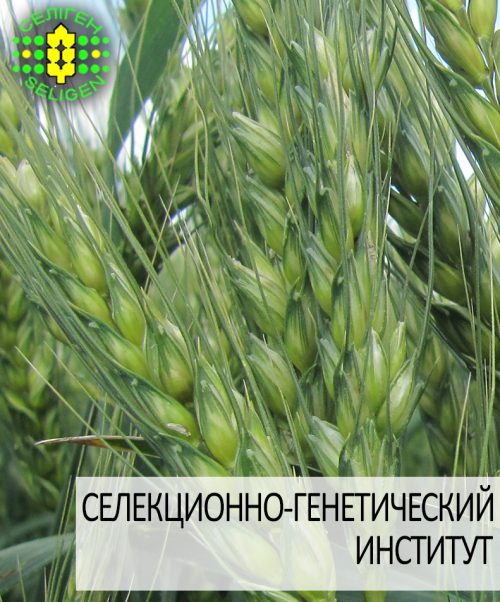 пшеница озимая КНОПА пшеница озимая КНОПА одесской селекции