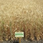 пшеница озимая МУДРОСТЬ ОДЕССКАЯ семена купить