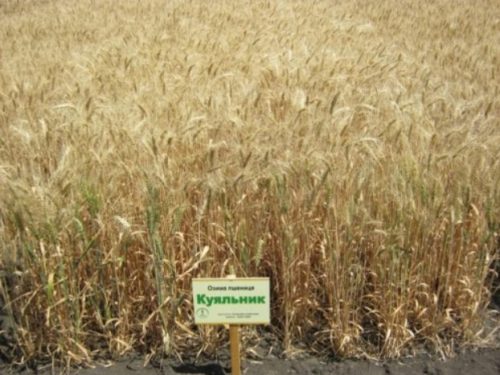 пшеница озимая МУДРОСТЬ ОДЕССКАЯ семена купить
