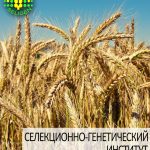 пшеница озимая ЩЕДРОСТЬ ОДЕССКАЯ одесской селекции