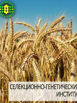 пшеница озимая ЩЕДРОСТЬ ОДЕССКАЯ одесской селекции