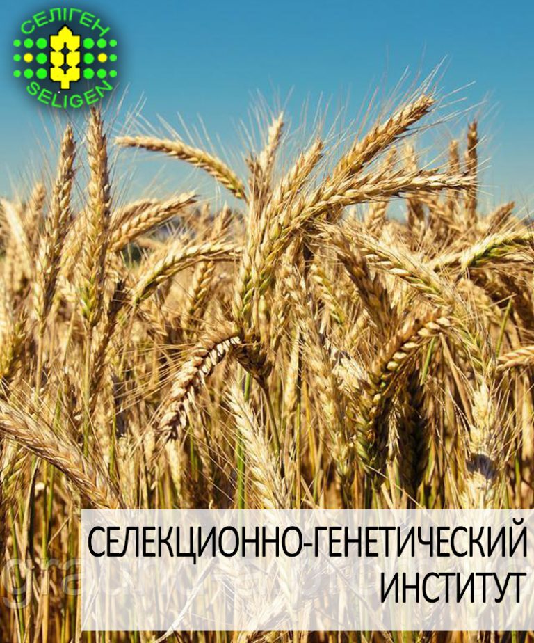 компания поиск семена
