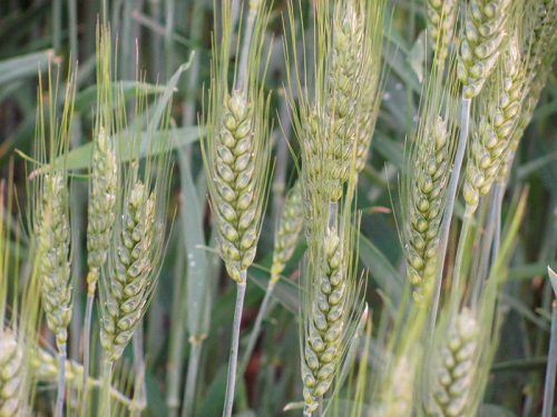 пшеница озимая ЛИГА ОДЕССКАЯ семена купить