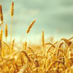 пшеница озимая ЛИРА ОДЕССКАЯ семена купить