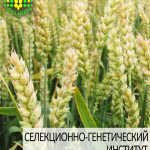 пшеница озимая ЖУРАВКА одесской селекции