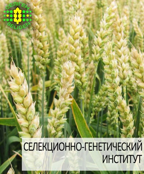 пшеница озимая ЖУРАВКА пшеница озимая ЖУРАВКА одесской селекции