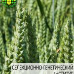 пшеница озимая РОЗКВИТ одесской селекции